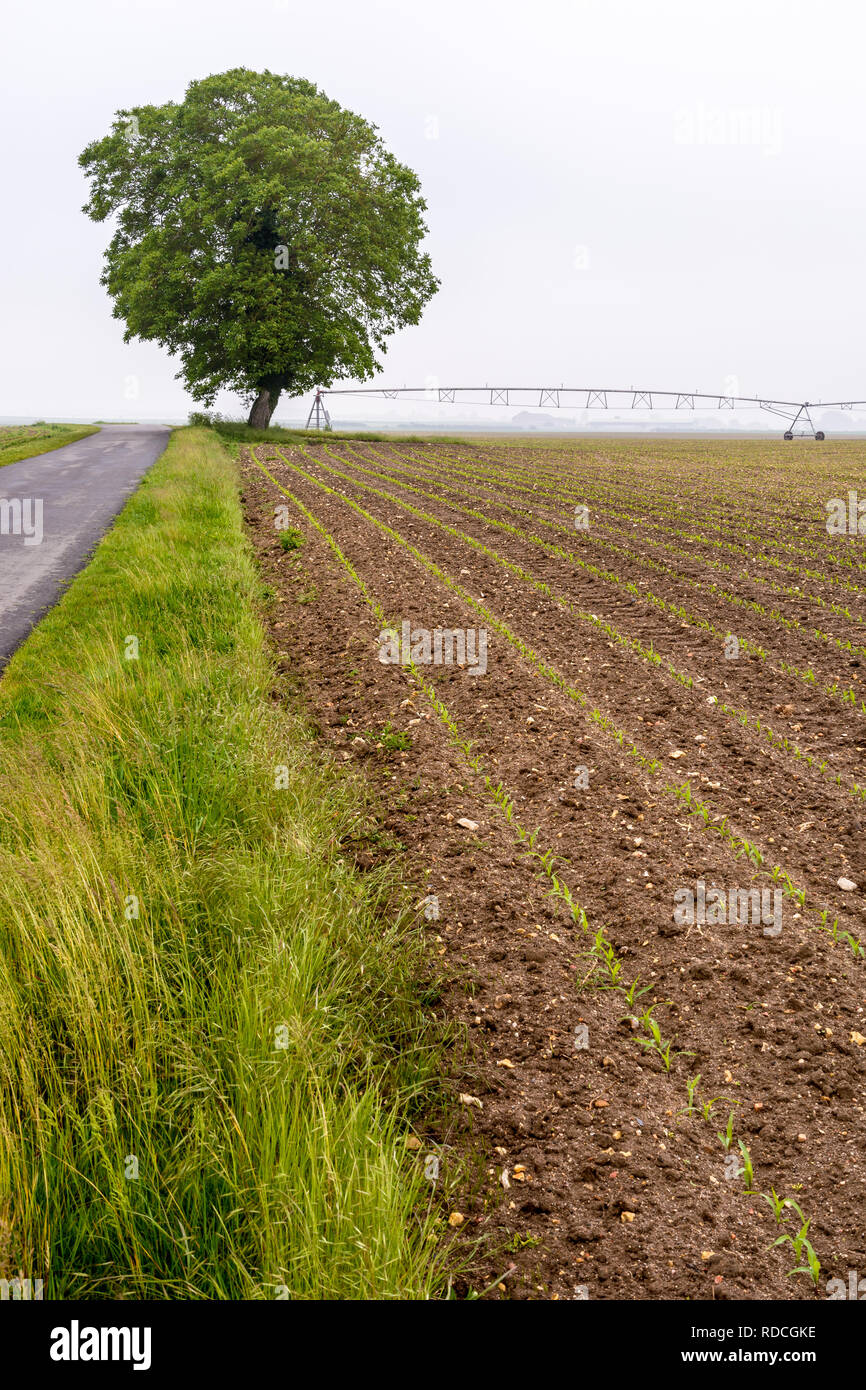Eine isolierte Walnussbaum in einem Feld von Mais mit einem Feldweg und einen Drehmittelpunkt Bewässerungssystem in der französischen Landschaft von einem nebligen Morgen. Stockfoto