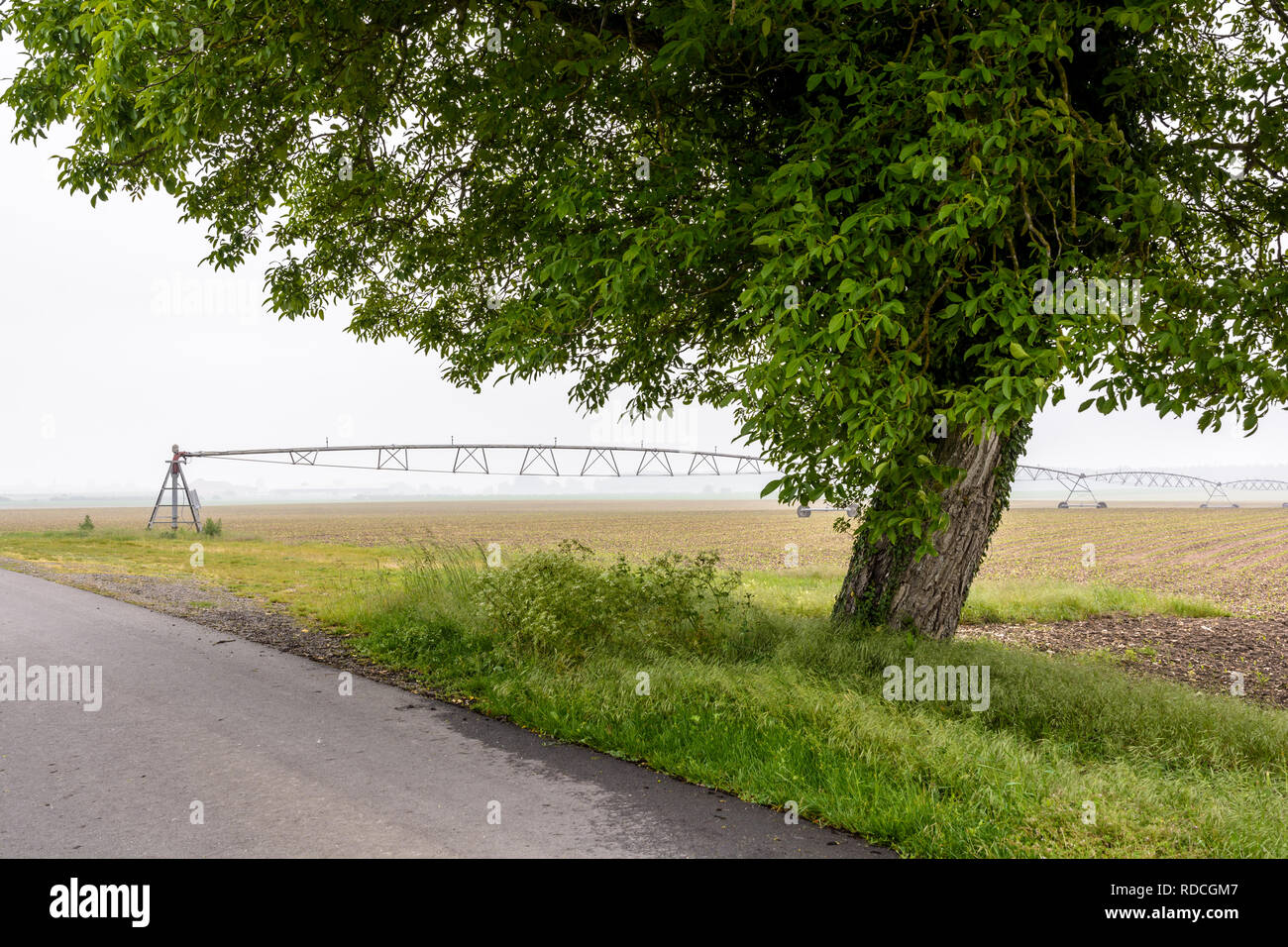 Nußbaum in einem Jungen Feld von Mais mit einem Feldweg und einen Drehmittelpunkt Bewässerungssystem in der französischen Landschaft von einem nebligen Morgen. Stockfoto