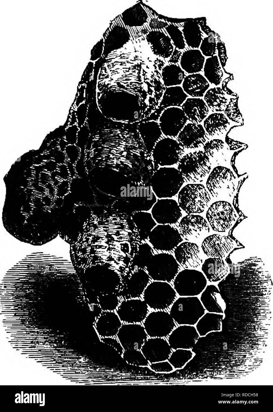 . Der Honig-Biene; seine Natur, Wohnungen und Produkte. Bienen. 70 DIE HONIG-BIENE. Form, und sind eine Art Mosaik aus Wachs, das Material, so sparsam anderweitig verwendet, scheint auf der Royal Baumschulen überschüttet. Die Gründe dafür sind, wahrscheinlich, um die jungen Königinnen aus Gefahr sichern, während die durch die Larven und pupal Bedingungen und bis zu halten die Wärme notwendig. Abb. 20.- Königin Zellen in situ. Ihre Entwicklung. Wachs ist ein sehr schlechter Wärmeleiter, die dicken Mauern der Kühlung der Brut zu vermeiden, und gleichzeitig damit von erheblicher Clustering der Krankenschwester - Bienen, Stockfoto