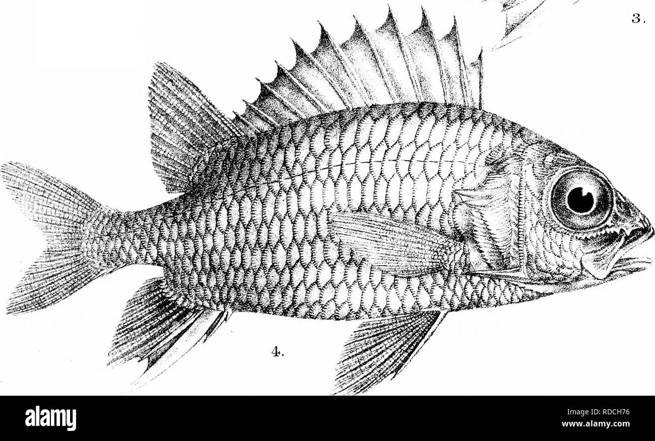 . Die Fische von Indien; eine Naturgeschichte der Fische bekannt, die Meere und Binnengewässer von Indien, Birma zu bewohnen, und Ceylon. Fische. ^7^/G H. FoTcl del Suziin lith â â ¢. 1, MYRIPRISTIS BOTCHE. Mintem Br^s Imp 2. M MURDJAN. 3. HOLOCENTRUM ANDAMANENSE. 4-H RUBRUW.. Bitte beachten Sie, dass diese Bilder sind von der gescannten Seite Bilder, die digital für die Lesbarkeit verbessert haben mögen - Färbung und Aussehen dieser Abbildungen können nicht perfekt dem Original ähneln. extrahiert. Tag, Francis, 1829-1889. London, B. Quaritch Stockfoto