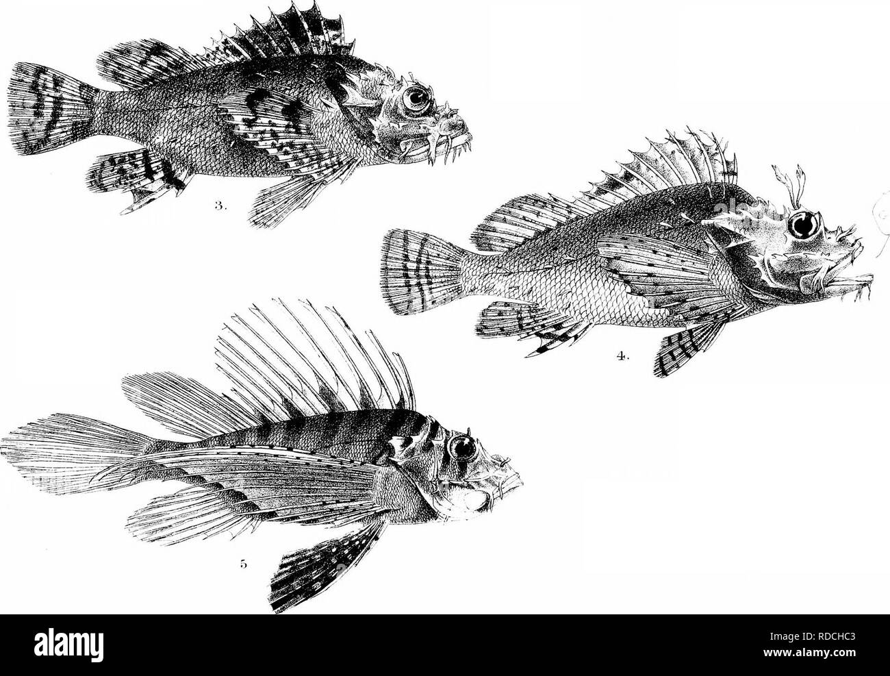 . Die Fische von Indien; eine Naturgeschichte der Fische bekannt, die Meere und Binnengewässer von Indien, Birma zu bewohnen, und Ceylon. Fische. GHI" Abl. d Lir". P iMiriicrn litli. l. hi.t.i1 ir1 SEBASTES STOLICZKE^2, SCORP HAPLODACT^^ NA/LUS. 3,- iCORPyE - NOPyiS OrPCEPHAl. Â Ich. S. ROSEA^6, PTER01S RUSSELLli.. Bitte beachten Sie, dass diese Bilder sind von der gescannten Seite Bilder, die digital für die Lesbarkeit verbessert haben mögen - Färbung und Aussehen dieser Abbildungen können nicht perfekt dem Original ähneln. extrahiert. Tag, Francis, 1829-1889. London, B. Quaritch Stockfoto