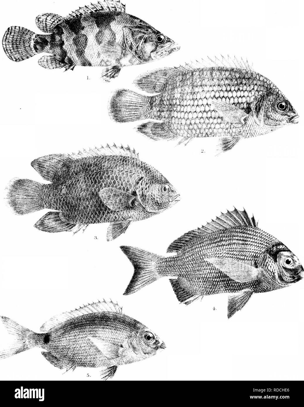 . Die Fische von Indien; eine Naturgeschichte der Fische bekannt, die Meere und Binnengewässer von Indien, Birma zu bewohnen, und Ceylon. Fische. Tag FislieL; von Indien, Platte XXXII. GH. Ford del, Su -:: im litL^, r-/eTr. - Res rmp 1 NANDUS MARMORATIJS. 2, 1-/PRISTOLEPIS IALABARICUS. 3, S. VERWISCHT 5, SARCtUS WOCT. auS. +, CREM' lDENS IMl "INTENSIVSTATIONEN.. Bitte beachten Sie, dass diese Bilder sind von der gescannten Seite Bilder, die digital für die Lesbarkeit verbessert haben mögen - Färbung und Aussehen dieser Abbildungen können nicht perfekt dem Original ähneln. extrahiert. Tag, Francis, 1829-1889. London, B. Quaritch Stockfoto
