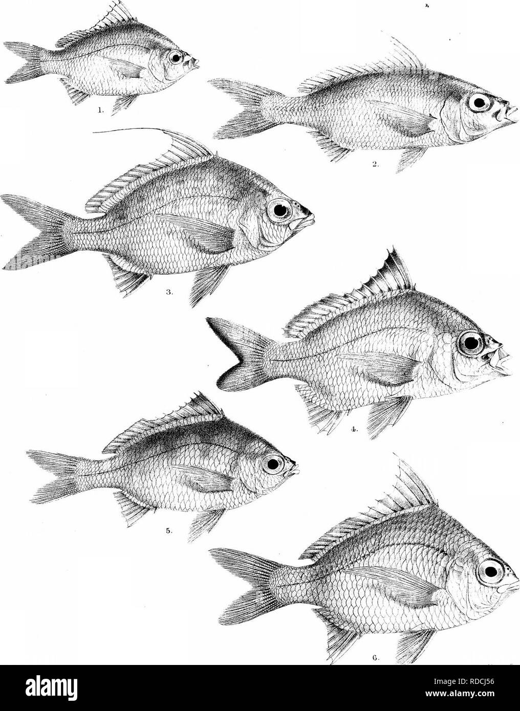 . Die Fische von Indien; eine Naturgeschichte der Fische bekannt, die Meere und Binnengewässer von Indien, Birma zu bewohnen, und Ceylon. Fische. Fische des Tages von Indien. Platte y2 iV.. "Nliuleni Bt'io irrLp. &Amp;.H Ford del, R Mmtei-n Hth. 1, GERRES SETIFER. 2, a.0 BL0N &Amp; USA. Fl-C^^^Ich^^ NTOSUS. 5, G. LUGIDUS. 6, G G, ABBREVlATUb OYtNA.. Bitte beachten Sie, dass diese Bilder sind von der gescannten Seite Bilder, die digital für die Lesbarkeit verbessert haben mögen - Färbung und Aussehen dieser Abbildungen können nicht perfekt dem Original ähneln. extrahiert. Tag, Francis, 1829-1889. London, B. Quaritc Stockfoto