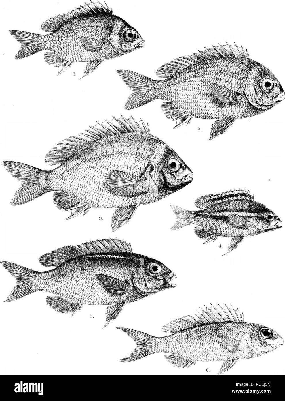 . Die Fische von Indien; eine Naturgeschichte der Fische bekannt, die Meere und Binnengewässer von Indien, Birma zu bewohnen, und Ceylon. Fische. Tag Fislies von Indien. Plhle XXIII. G.H.Ford del. R Mmtern lu&gt; Ich. Mmtt^ iTL Bros mi1, SCOLOPSIS VOSMERI. (Junge) 2, S. VOSMERI (von EMI-V3, S. VOSMEBI. '^^5 Erwachsenen. S, CILIATUS. 6 S-rilAGRIS TOLU. 4, S, LEUC 0'L £ NL. Bitte beachten Sie, dass diese Bilder sind von der gescannten Seite Bilder, die digital für die Lesbarkeit verbessert haben mögen - Färbung und Aussehen dieser Abbildungen können nicht perfekt dem Original ähneln. extrahiert. Tag, Francis, 1829 - Stockfoto