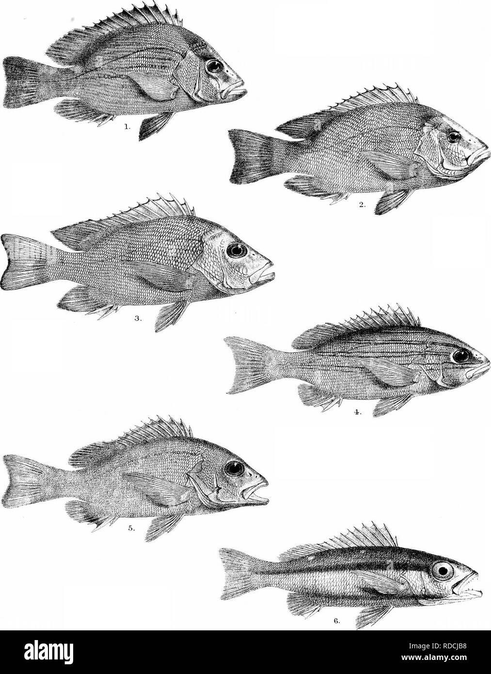 . Die Fische von Indien; eine Naturgeschichte der Fische bekannt, die Meere und Binnengewässer von Indien, Birma zu bewohnen, und Ceylon. Fische. Tage Hslies von Indien Platte X. G, H Ford del. R Mmtern lith. Mmtem Bro: ITTjp 1, LUTIANUS ERYTHROPTERUS (YOUNO) 2, L. ERYTHROPTERUS (Erwachsene). 3, L DODECACANTHUS, 4. L. BENGALENSIS. 5, L. FULVUS. 6 BIGUTTATUS, L... Bitte beachten Sie, dass diese Bilder sind von der gescannten Seite Bilder, die digital für die Lesbarkeit verbessert haben mögen - Färbung und Aussehen dieser Abbildungen können nicht perfekt dem Original ähneln. extrahiert. Tag, Francis, 1829-1889. Londo Stockfoto