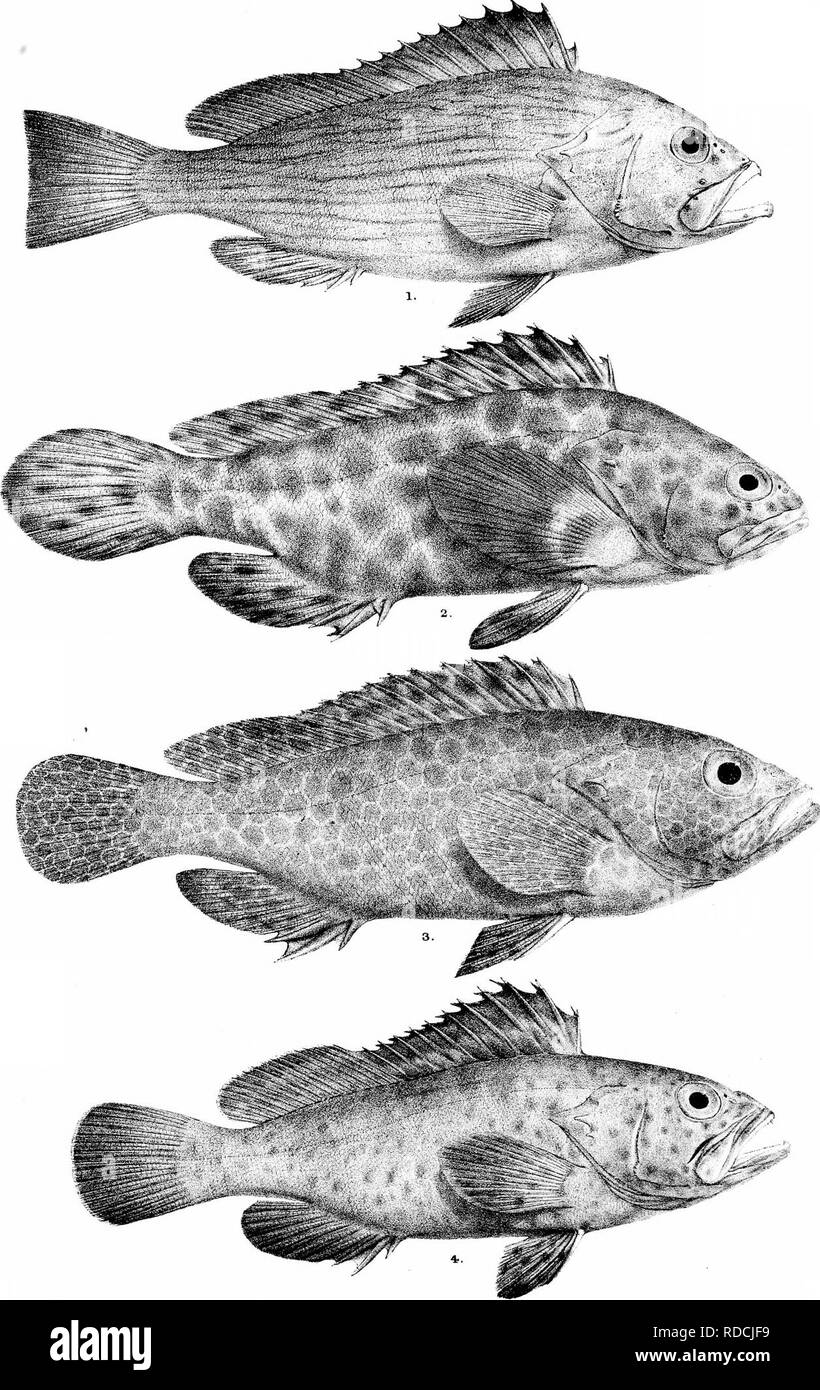 . Die Fische von Indien; eine Naturgeschichte der Fische bekannt, die Meere und Binnengewässer von Indien, Birma zu bewohnen, und Ceylon. Fische. Platte II, Dciv der Fische von Indien. MmlL-. rii Bi OS iny, LL.l'urrtdel. "1. 1 SERBANUS UNDULOSUS Oriestach lith. 2 S. MERRA. 3 S. 4 S KEXAGCNATUS MACULATUS.. Bitte beachten Sie, dass diese Bilder sind von der gescannten Seite Bilder, die digital für die Lesbarkeit verbessert haben mögen - Färbung und Aussehen dieser Abbildungen können nicht perfekt dem Original ähneln. extrahiert. Tag, Francis, 1829-1889. London, B. Quaritch Stockfoto