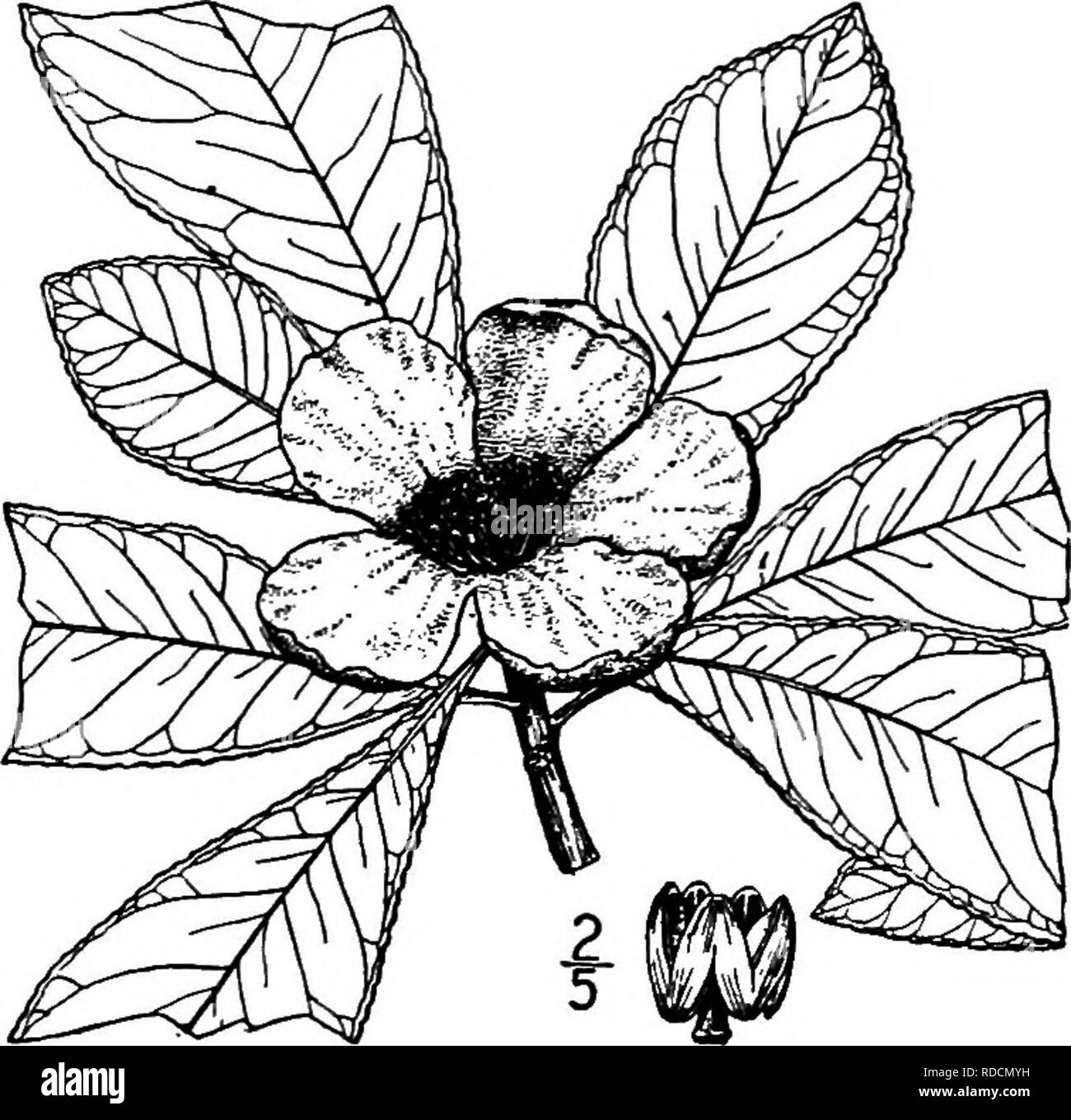 . North American Bäume: Beschreibungen und Abbildungen der Bäume unabhängig von Anbau in Nordamerika wächst, nördlich von Mexiko und der Karibik. Bäume. 704 I. Franklinia FRANKLINIA Franklinia GATTUNG FRANKUNIA MARSHALL Arten altamaha Marshall Gordonia altamaha Sargent. Gordonia pubescens L'Heritier Laubbäume kleiner Baum oder Strauch sehr lokalen auftreten, durch die bartrams im Jahre 1765 entdeckt, in der Nähe von Ft. Barrington, entlang der Altamaha River in Georgien, und später in ihrem berühmten Garten in Philadelphia kultiviert, und wieder am ursprünglichen Ort durch Mose Mar gesehen - So, 25. Stockfoto