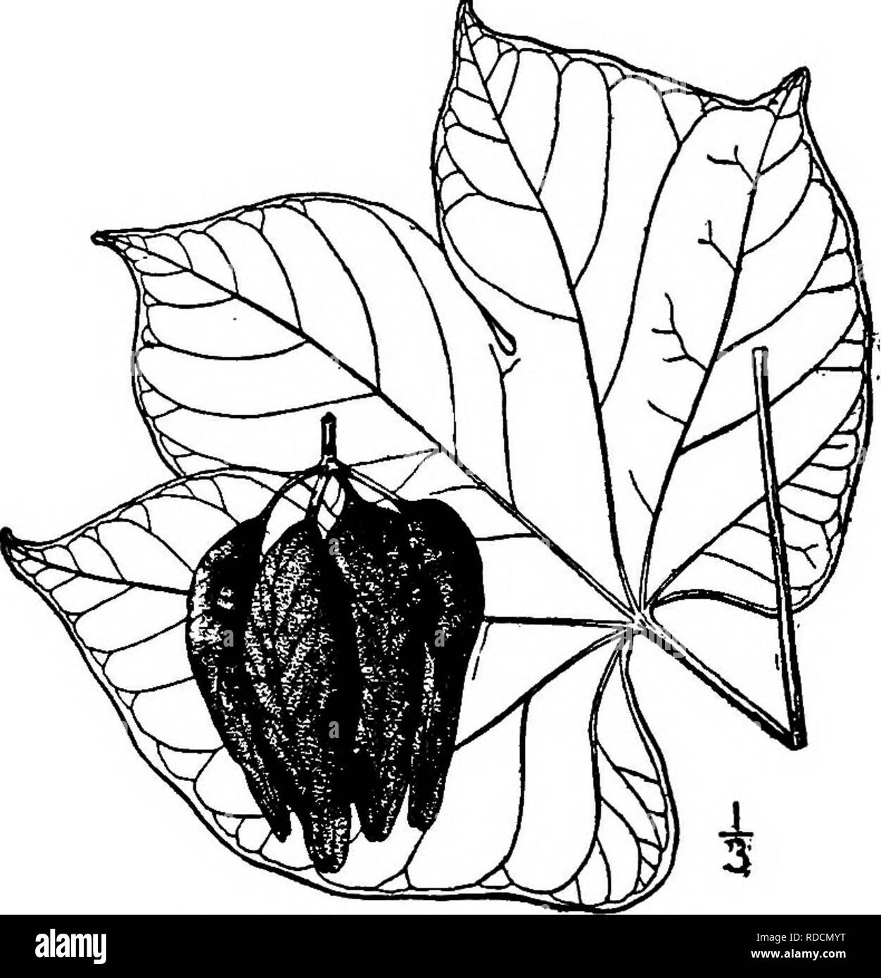 . North American Bäume: Beschreibungen und Abbildungen der Bäume unabhängig von Anbau in Nordamerika wächst, nördlich von Mexiko und der Karibik. Bäume. 694 China Sonnenschirm Baum Corolla. Die Staubgefäße, entspringen aus dem Kelch - Rohr, sind geeint in eine breite Spalte mit über 15 Staubbeuteln. Der Fruchtknoten besteht aus 5 Kapseln, die eine mehr oder weniger gelappten Stigma. Die Frucht ist eine Kapsel, die Ledrigen vor Reife öffnet sich in 5 verschiedenen foUicles 6 bis 9 cm lang, 3 bis 3,5 cm breit, veiny und behaart, von Stengel ca. 2 cm unterstützt. Lange und weit verbreitet, mit der ich bis 3 kugelförmige Stockfoto