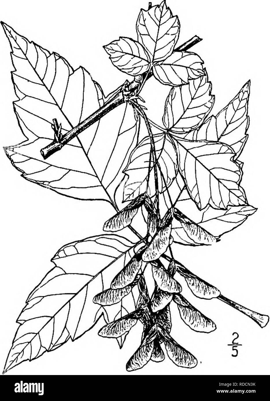 . North American Bäume: Beschreibungen und Abbildungen der Bäume unabhängig von Anbau in Nordamerika wächst, nördlich von Mexiko und der Karibik. Bäume. Western Ash-Leaved Ahorn 655 in Grenzen, oder das Terminal eine nahezu runde im Umriss, spitz, sehr grob gezahnte oder manchmal 3-gelappten, dicht behaart auf der Unterseite, auch wenn fast oder ganz ausgereift, und mehr oder weniger behaart auf der oberen Fläche. Die Blüten erscheinen mit den Blättern und ähneln denen von Acer freemanii x, aber die Stiele, Kelch, den Eierstöcken und Stile sind dicht wollig. Die samaras sind ca. 3 cm lang, wenig Stockfoto