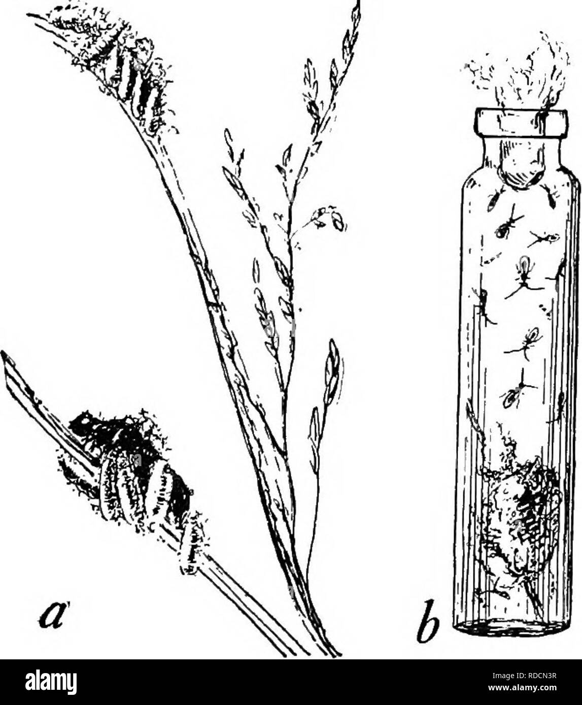 . Die Naturgeschichte der Farm; ein Leitfaden für die praktischen Studium der Quellen unserer Leben in der wilden Natur. Natural History. Einige Insekten bei der Arbeit auf die landwirtschaftlichen Kulturpflanzen 271 Schwein. 113. Eine Blattlaus Haut mit einem Loch in seinem Rücken, woher ein para-Site entstanden ist. Zu unseren Ufern zusammen mit der Einfuhr von pflanzlichen Materialien verschiedenster Art. Sie haben auf unseren Feldern etabliert; aber zum Glück sie greifen nur wenige unserer Anlagen, die eng mit Ihren eigenen Native food-Pflanzen verbunden sind. Schädlinge wie die Brown-tail Motte, eine ungewöhnlich breite Palette von Ernährung (einschließlich der in diesem Beispiel die Blätter der meisten unserer de Stockfoto