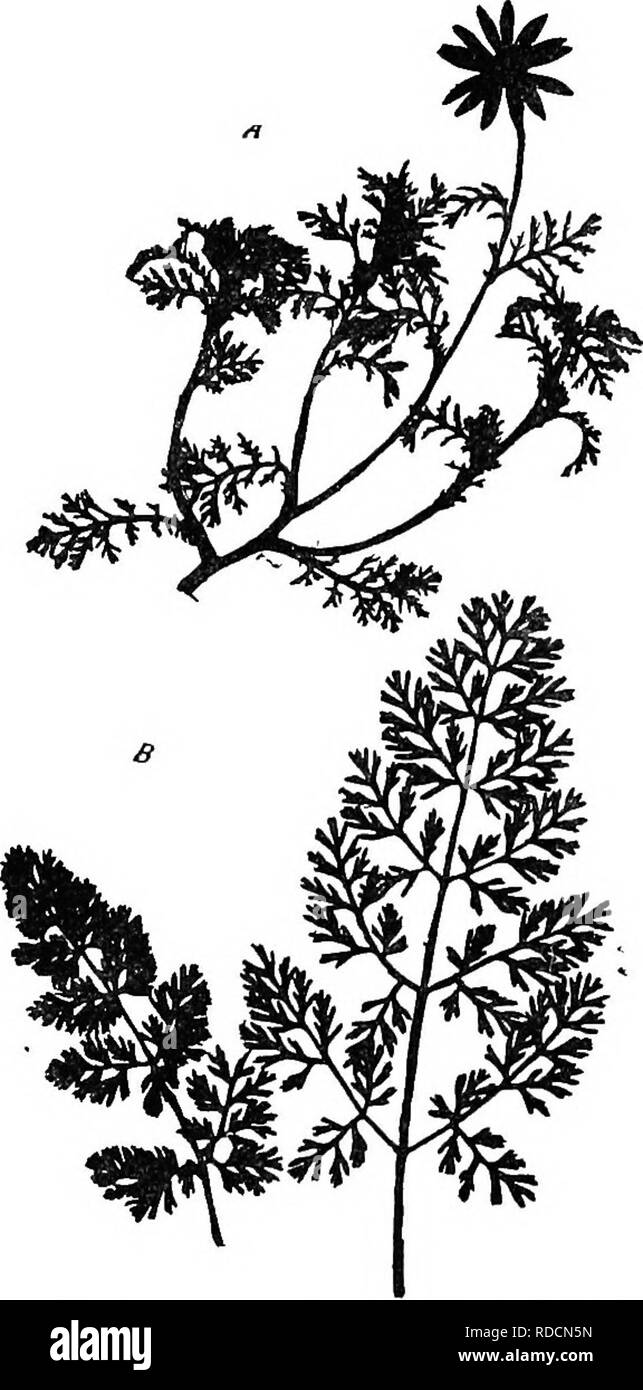 . Die Naturgeschichte der Farm; ein Leitfaden für die praktischen Studium der Quellen unserer Leben in der wilden Natur. Natural History. 260 NATÜRLICHE GESCHICHTE DER ERFOLGREICHEN Unkraut muss sich auf die Behandlung, die der Pflanzen, mit denen Sie wachsen, gedeihen. In unserer Studie von Weide Pflanzen (Studie 6, S. 56), haben wir festgestellt, dass das Unkraut der Weide, wie das Futter Pflanzen gibt, sind vor allem Stauden, die in der Lage sind, zu surfen und Trampling standhalten. Also, in die Felder, müssen Sie in der Lage sein, eine Ernte zu reifen innerhalb der Lebensdauer der kultivierten Arten, mit denen sie verbunden sind. Seit gut Pflügen Stockfoto