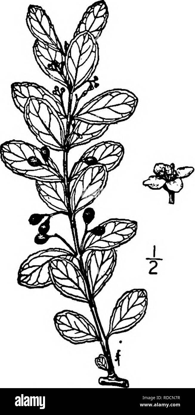 . North American Bäume: Beschreibungen und Abbildungen der Bäume unabhängig von Anbau in Nordamerika wächst, nördlich von Mexiko und der Karibik. Bäume. 632 Falsche Buchsbaum Blätter sind gegenüber oder in Quirlen, eiförmig, verkehrt eiförmig, länglich oder elliptisch, ich bis 4 cm lang, stumpf oder acutish oder GEKERBTE an der Spitze, verengte und spitz zulaufend an der Basis, die Marge unverblümt Zahnriemen mindestens in Richtung der Spitze; sie sind hellgrün und Glatt oben, blasser mit Promi-nent Mittelrippe unterhalb; der Blattstiel ist etwa 2 mm lang. Die Blüten sind sehr klein, perfekt, in den Achseln der Blätter, in schlanken-s Stockfoto