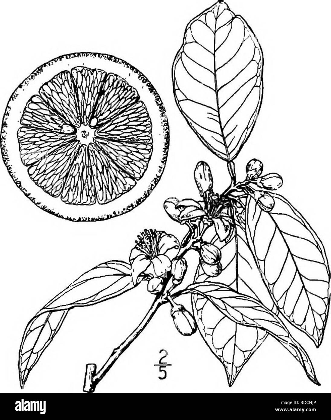 . North American Bäume: Beschreibungen und Abbildungen der Bäume unabhängig von Anbau in Nordamerika wächst, nördlich von Mexiko und der Karibik. Bäume. Bitter Orange. 2. SWEET ORANGE - Citrus Aurantium Linnffius dieser, einer der beliebtesten aller Früchte, ist weit verbreitet in allen tropischen Ländern angebaut und hat spontan in die Halbinsel Florida und in anderen Golfstaaten und vielleicht in Kalifornien geworden; es ist der grösste unserer Spezies, oft erreichen eine Höhe von 12 Metern. Die Äste bilden eine kompakte, breiten Kopf und tragen aber nur wenige Dornen. Die Rinde ist dünn, eher glatt ein Stockfoto