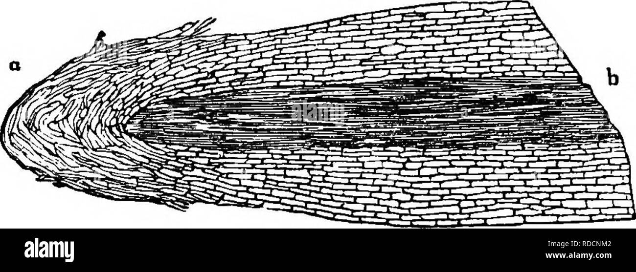 . Die Theorie der Gartenbau: oder der Versuch, die wichtigsten Operationen der Gartenarbeit auf physiologischen Prinzipien zu erklären. Gartenbau; Pflanzenphysiologie. 12 WESENTLICHE AKTIONEN. Gewebe ist sehr jung, die spongelet {Abb. 1. a) besteht. Der sehr lax Ausschreibung zellulären Gewebe, ruht auf einem stumpfen Kegel von Woody, hauptsächlich von Woody Rohre komponiert, und mit der alburnum* der Stammzellen {Abb. angeschlossen. l. h)] Es ist daher, in der die meisten bevorzugen platziert - in der Lage, Stellung für die gen Kommunikation - RAL-System Der circalation die Flüssigkeiten durch seine Stark saugfähiges Gewebe entnommen. 23. Es ist die o Stockfoto