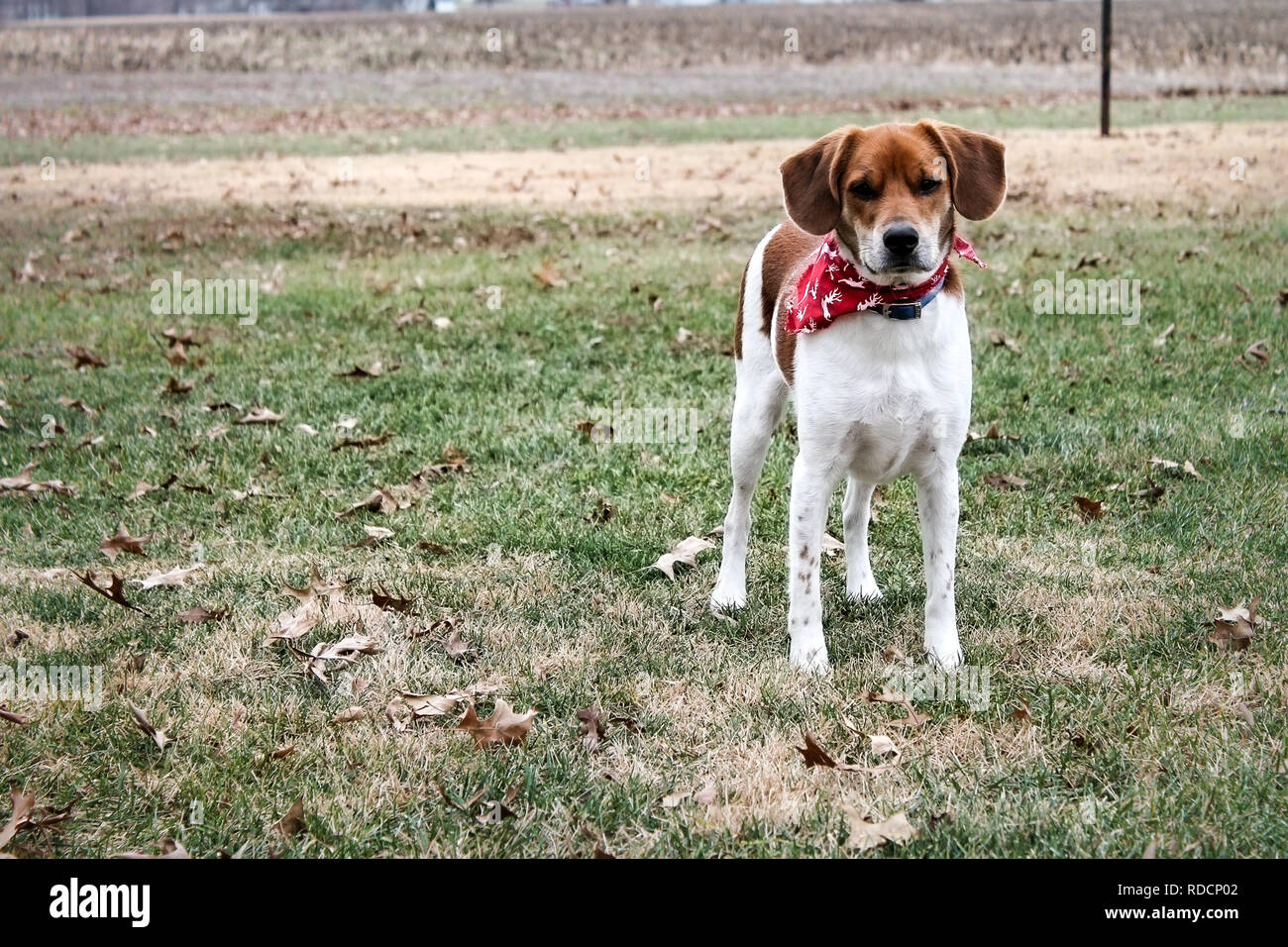 Hund w/bandana Stockfoto
