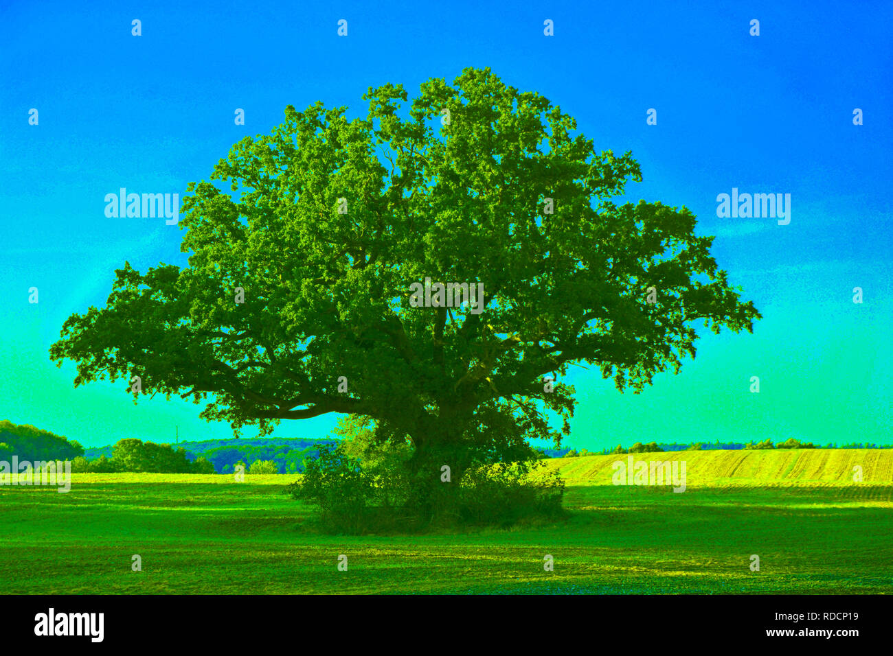 Landschaft, Hintergrund, Natur, Baum Stockfoto