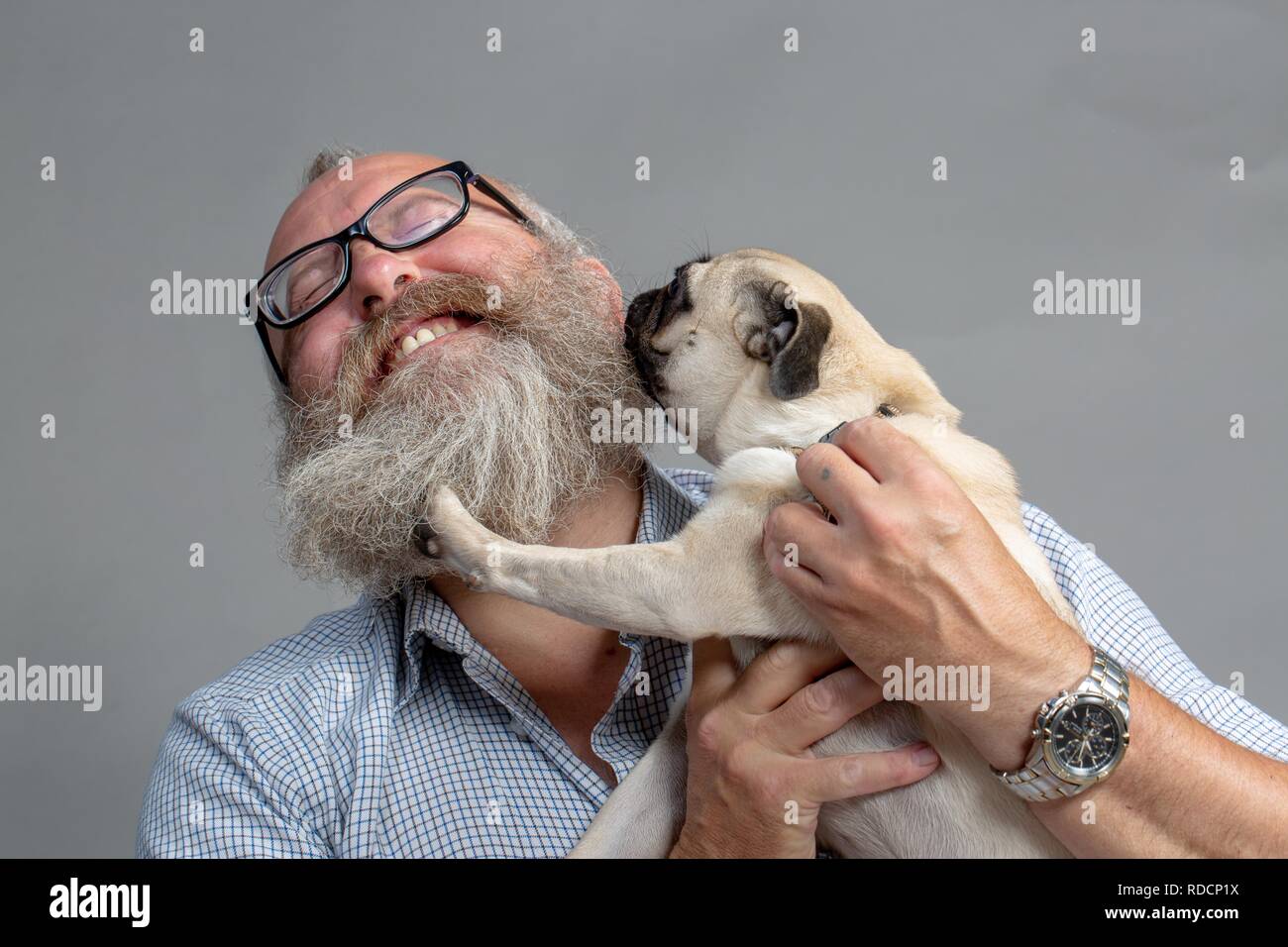 Grau - bärtiger Mann mit Hund küsse von einem 8 Monate alten Mops. Erste Treffen. Stockfoto