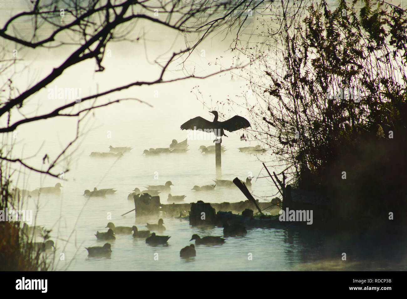 Wild Bird im Winter Stockfoto