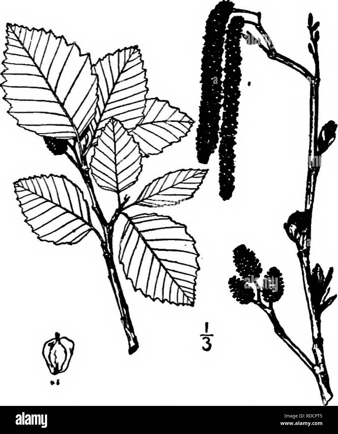 . North American Bäume: Beschreibungen und Abbildungen der Bäume unabhängig von Anbau in Nordamerika wächst, nördlich von Mexiko und der Karibik. Bäume. 262 Der Erlen 3. OREGON ALDER - Alnus rubra Bongard Alnus oregona Nuttall der Oregon Alder ist ein großer Wald Baum und erreicht eine Höhe von etwa 28 m und einem stammdurchmesser von einem Meter oder mehr. Er lebt in der Nähe der Pazifikküste, Verlängerung von Kalifornien bis Alaska und bevorzugt feuchten Boden. Die Rinde ist fast glatt, Hellgrau oder weißlich. Die jungen Zweige sind fein, samtig und Grün, immer glatt, Redd Stockfoto