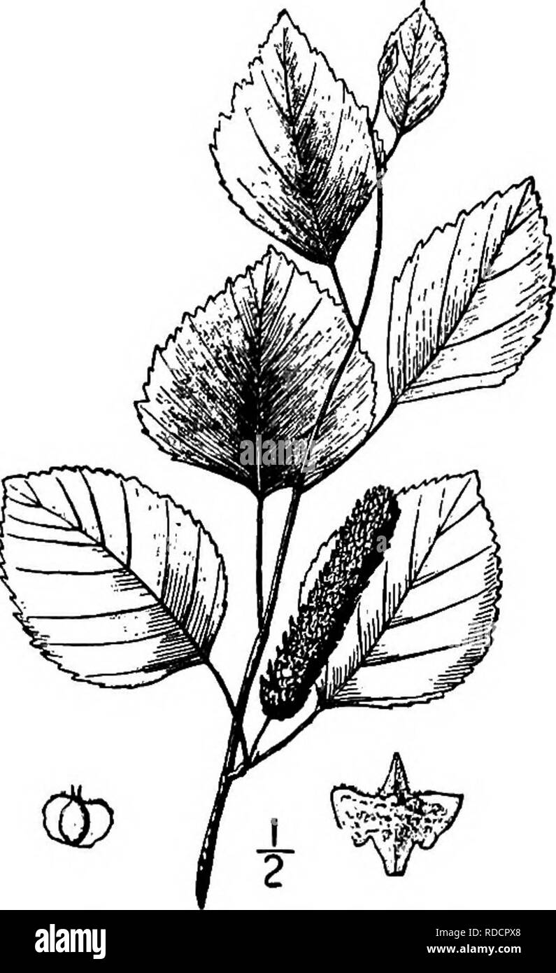 . North American Bäume: Beschreibungen und Abbildungen der Bäume unabhängig von Anbau in Nordamerika wächst, nördlich von Mexiko und der Karibik. Bäume. Fluss Birke 255 braun. Die Blätter sind eiförmig, dünne, stark ir-regelmäßig Zahnriemen, spitz, 5 cm lang oder weniger unverblümt zu eng an der Basis keilförmig geformt, lang behaart, wenn Junge, wenn Reifen eher dunkel Grün, glatt und leicht glänzend auf der oberen Fläche, Blassgrün und sparsam behaart auf der Unter seite; die sehr schlanke Blattstielen glatt sind oder fast so, ich bis 2 cm lang, die dünne eiförmige Nebenblätter etwa 5 mm lang. T Stockfoto