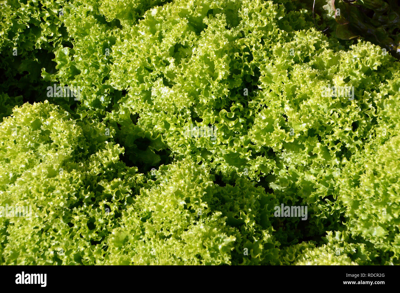 Salat "Lollo Bionda" (Loose-Leaf) in einem Bett im Gemüsegarten an RHS Garden Harlow Carr, Harrogate, Yorkshire gewachsen. England, UK. Stockfoto