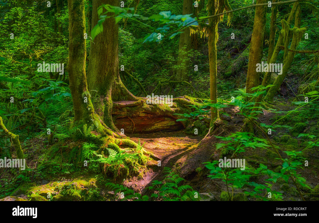 Eine bezaubernde Szene im Wald gefunden, während hking in Forest Park, Portland, Oregon Stockfoto
