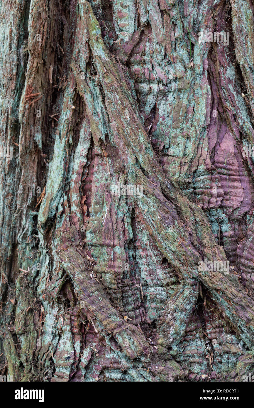 In der Nähe der Rinde eines Calocedrus decurrens - Räucherstäbchen Zeder, Großbritannien Stockfoto