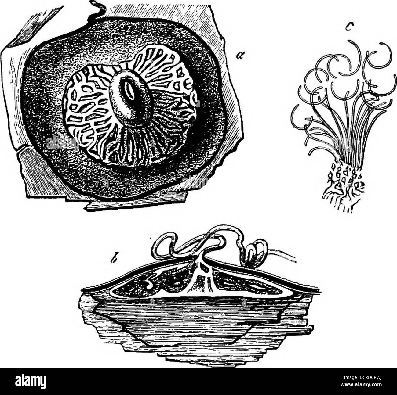 . Vergleichende Morphologie und Biologie der Pilze, mycetozoa und Bakterien. Anlage; Morphologie; Pilze; Myxomyceten; Bakteriologie. Kapitel V. âCOMPARATIVE überprüfen. âASCOMYCETES. 241 Gelee, und die zwangsläufig zu solchen kleinen und leichten Stellen mitgeteilt. Mit diesen Eigenschaften ist der spermatia kann sicherlich von kleinen Sporen unterschieden werden. Der Unterschied ist jedoch, dass, wie die von CoUema oder Polystigma, sie sind alle, soweit bisher beobachtet worden, unfähig, der Keimung. Zweitens, diese Organe alle in der spermatiophores Stimmen gesammelt werden zusammen in der Nähe Stockfoto
