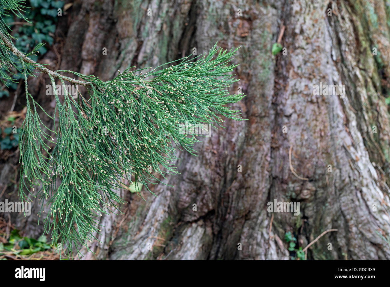 Giant Redwood Sequoiadendron Stockfotos Und bilder Kaufen Alamy