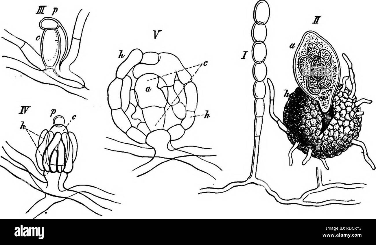 . Vergleichende Morphologie und Biologie der Pilze, mycetozoa und Bakterien. Anlage; Morphologie; Pilze; Myxomyceten; Bakteriologie. 226 Abteilung II - KURS DER ENTWICKLUNG VON PILZEN. Im Laufe der Entwicklung in Eurotium und Penioilliimi kann in den gleichen Worten wie in Erysiphe beschrieben werden, unter Berücksichtigung der Unterschiede in der Form und für den Umstand, dass die Arten in den letzten beiden Gattungen sind nicht epiphytisch Parasiten, aber (meist) tote organische Körper bewohnen; auch hier finden wir häufige Abwesenheit von sporocarps wo das vegetative Bedingungen nicht ganz günstig sind. Die gonidiophores Stockfoto