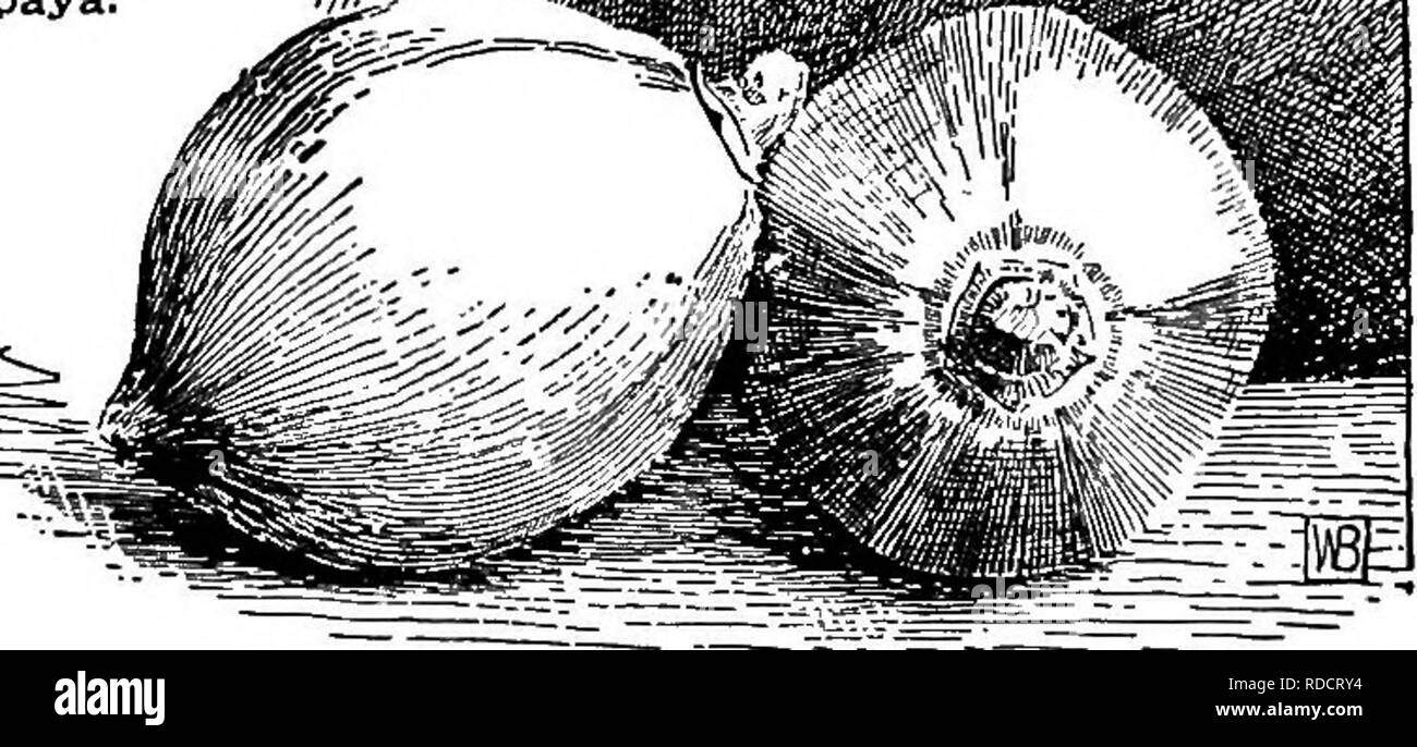 . Cyclopedia der amerikanischen Gartenbau, bestehend aus Anregungen für den Anbau von Gartenpflanzen, Beschreibungen der Arten von Obst, Gemüse, Blumen und Zierpflanzen in den Vereinigten Staaten und in Kanada verkauft, zusammen mit geographischen und Biographische Skizzen. Im Garten arbeiten. 363. Carica Papaya. f f/11. 364. Carica Papaya (X1-6). tillate Fl. - Letztere haben eine 4-seitige Eierstock, 4 karge Sta-mens und 4-gelappten Kelch; fr. Ein 4-seitig, viele-berry gesät. Die Carludovicas sind in der Regel betrachtet und als Palmen durch Gärtner behandelt. Sie sind nützlich für die Dekoration. Die Familie ist Cyolanthaoese exclusi Stockfoto