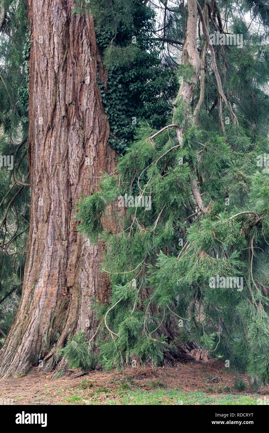 Sequoiadendron giganteum - Giant Redwood - Giant Sequoia in Westonbirt, die National Arboretum, Gloucestershire, England Stockfoto