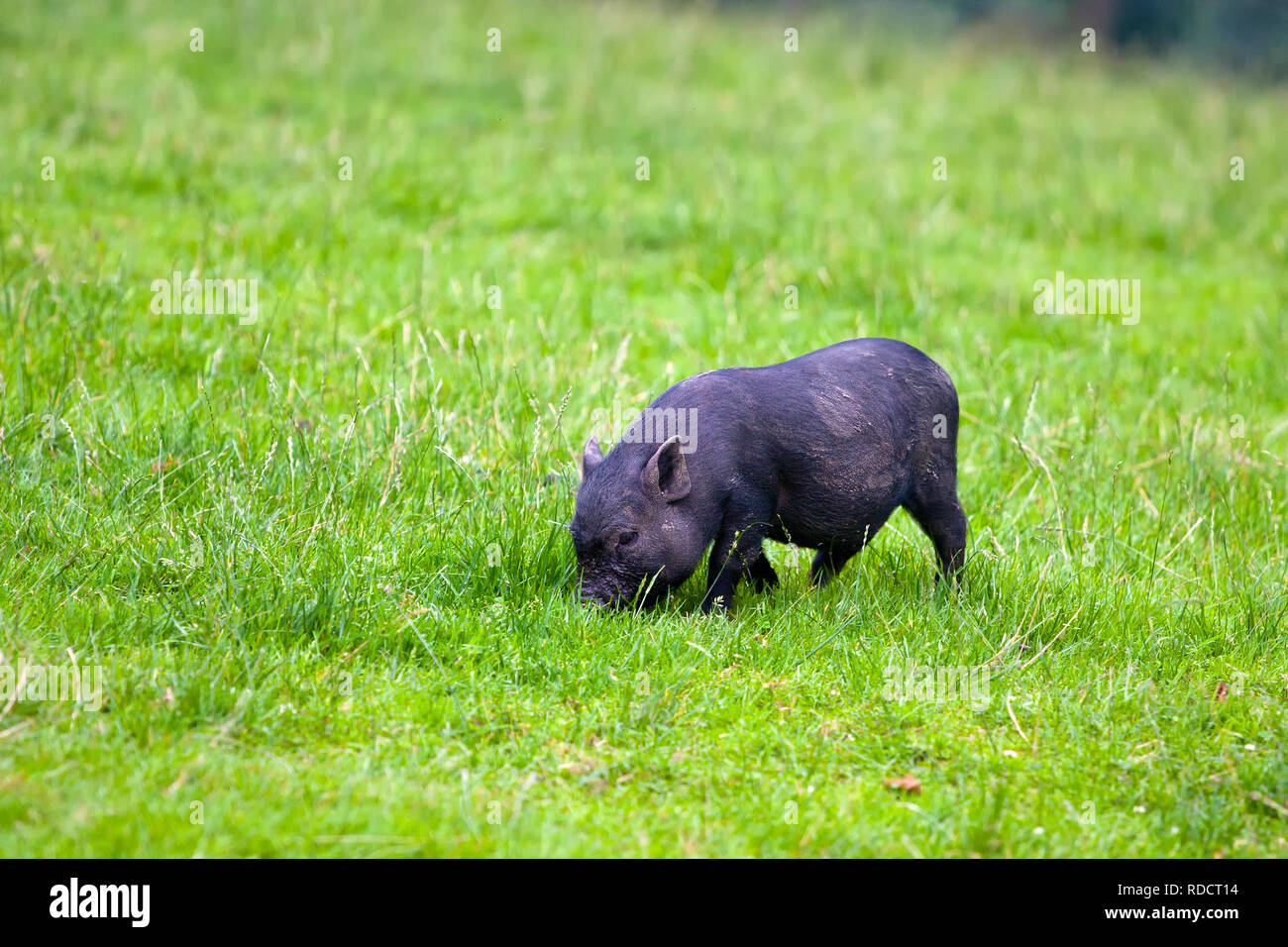 Kleine schwarze Ferkel auf grünem Gras Stockfoto