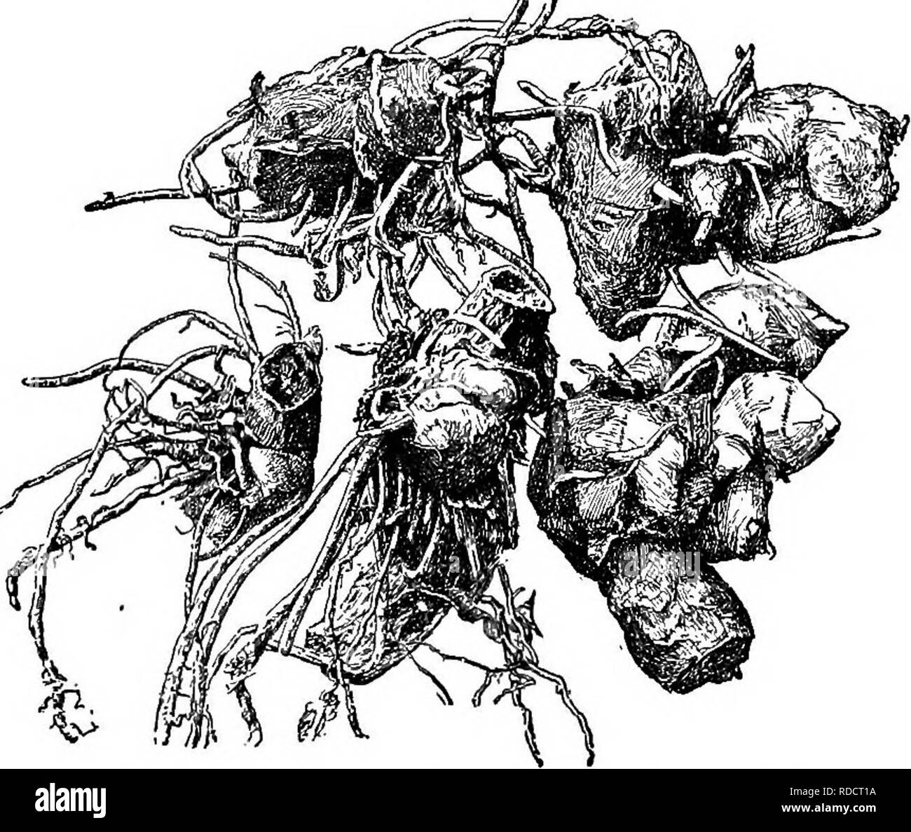 . Cyclopedia der amerikanischen Gartenbau, bestehend aus Anregungen für den Anbau von Gartenpflanzen, Beschreibungen der Arten von Obst, Gemüse, Blumen und Zierpflanzen in den Vereinigten Staaten und in Kanada verkauft, zusammen mit geographischen und Biographische Skizzen. Im Garten arbeiten. 240 CANNA CANTERBURY BELL oder Abgespalten, die Hüllblätter stumpfen, klein und Grün: kelchblätter lanzettlich, Grün, Kin. oder weniger lang; Petalen lanzettlichen,}4 in. lange, mit, Rot gefärbt; Staminodien gesamte, Rot oder Rot-gelb; Lippe die gleiche Farbe, oblanceolate und emar-ginate. Brasilien. Oc. Stengel kahl. D. Blätter grün. 13. com Stockfoto