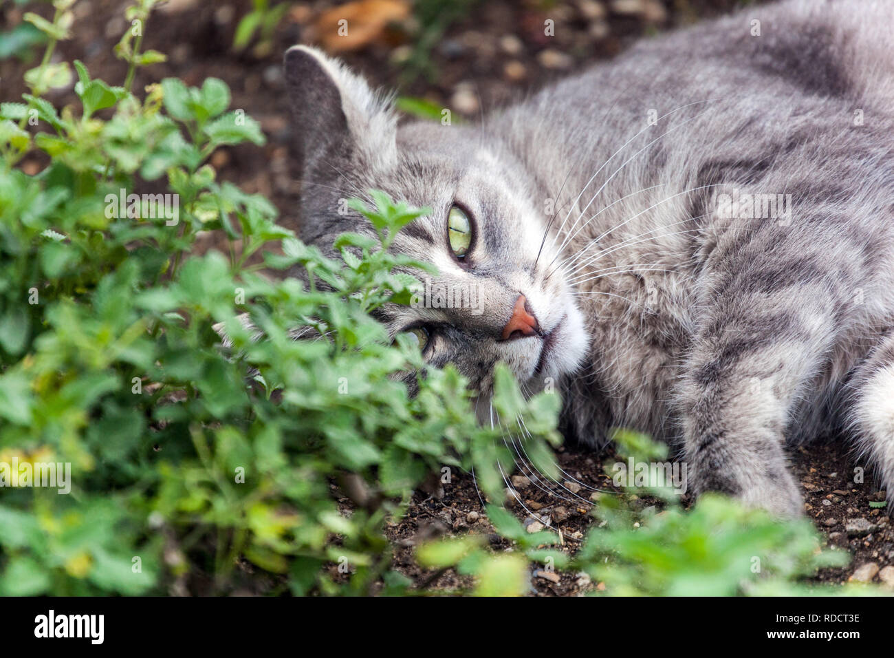 Hauskatze liegt im Katzenbett Stockfoto