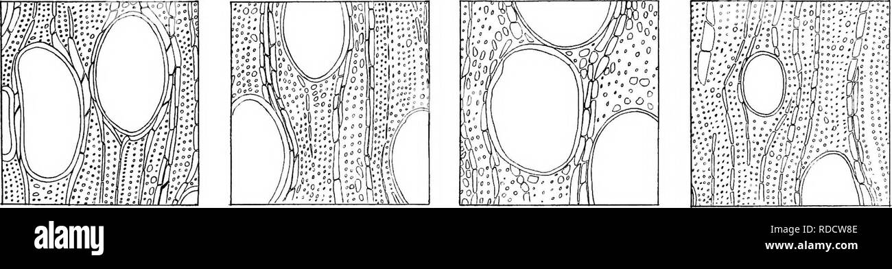 . Eucalyptographia. Einen beschreibenden Atlas der eukalypten von Australien und den angrenzenden Inseln. Eukalyptus; Botanik. E. GUNNU. E. GONIOCALYX. E. HEMIPHLOIA. E. MACRORRHYNCHA,. E. MELLIODORA, E. OBLIOUA. E. PUNCTATA. E. POLYANTHEMA. Bitte beachten Sie, dass diese Bilder sind von der gescannten Seite Bilder, die digital für die Lesbarkeit verbessert haben mögen - Färbung und Aussehen dieser Abbildungen können nicht perfekt dem Original ähneln. extrahiert. Müller, Ferdinand von, 1825-1896. Melbourne, J. Ferres, Govt. Drucken; [etc. , Etc. ] Stockfoto