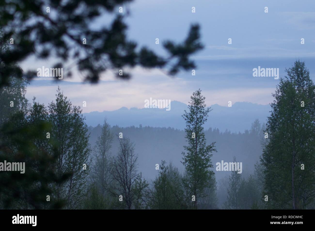 Eine trübe Aussicht auf den Wald in einem norwegischen Wald. Stockfoto