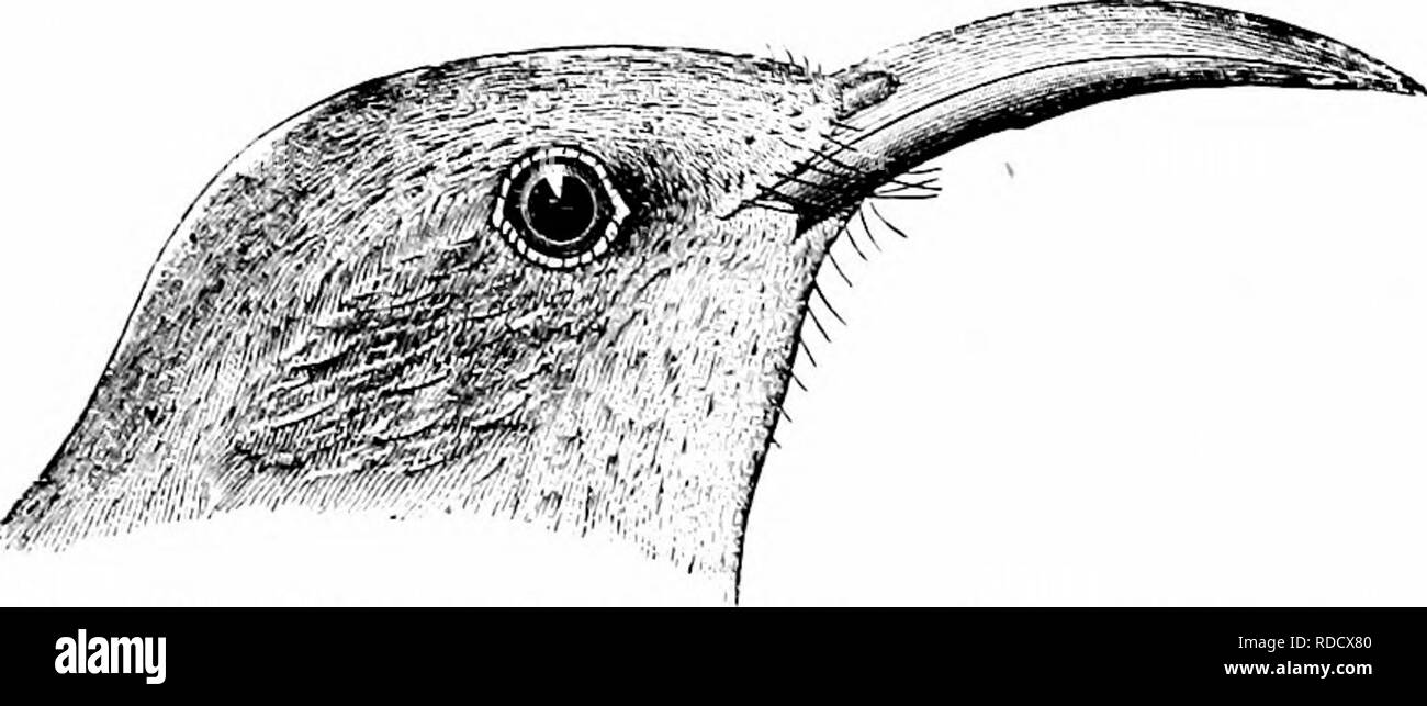 . Schlüssel für nordamerikanische Vögel. Enthält eine kurze Beschreibung aller Arten von Wohn- und fossiler Vogel derzeit vom Kontinent nördlich der mexikanischen Grenze und der Vereinigten Staaten, einschließlich Grönland bekannt und unteren Kalifornien, mit denen eingegliedert sind allgemeine Ornithologie: einen Überblick über die Struktur und die Systematik der Vögel; und Feld Ornithologie, ein Handbuch für die Sammlung, Erstellung und Erhaltung der Vögel. Vögel; Vögel; 1887. Abb. 124.del. E.C.) - St. Lucas Thrasher, Nat, Größe, (.^d Nat.. Bitte beachten Sie, dass diese Bilder aus gescannten Seite Bilder, digitale wurden extrahiert werden Stockfoto