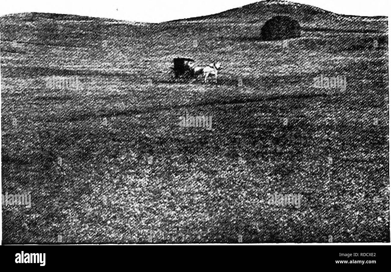 . Botanik für landwirtschaftliche Studenten. Botanik. 508 ÖKOLOGISCHE KLASSIFIKATION DER PFLANZEN, die im Gegensatz zu Mesophytes Hydrophytes ausgesetzt sind viel mehr auf die Austrocknung der Luft und der daraus resultierenden!} - werden besser gegen Transpiration geschützt. Sie benötigen eine bessere root Systeme für Absorption und Anchorage und auch besser leitfähigen und mechanische Gewebe entwickelt haben. Es gibt viele Arten von mesophytic Gesellschaften. Wiesen und Prärien sind mesophytic Gesellschaften, in denen die Bäume fehlen, und die dominierenden Pflanzen sind daher, Gräsern und anderen krautigen Pflanzen {Abb. 458). Die wichtigsten. Abb. Stockfoto