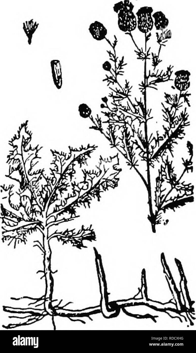 . Botanik für landwirtschaftliche Studenten. Botanik. ^^ Ich Abb. 446. - Marguer-ite, einer der Composites, die Blumen in einem kompakten Kopf und sur zusammengefasst - von einer Hülle abgerundet. In diesem Composite-a Kopf enthält zwei Arten von Blumen - ligulate Blumen, von denen eine auf der linken Seite angezeigt, und tu-bular Blumen, von denen eine auf der rechten Seite der Köpfe gezeigt wird. Nach Lecomte.. Abb. 447. - Kanada Distel, zeigt eine horizontale Root und einer Antenne Stammzellen in Blüte (X|), und auch Show-ing einzelne Früchte oder achenes, von denen einer mit dargestellt Pappus und leicht en-Larged. wie Unkraut, obwohl Stockfoto