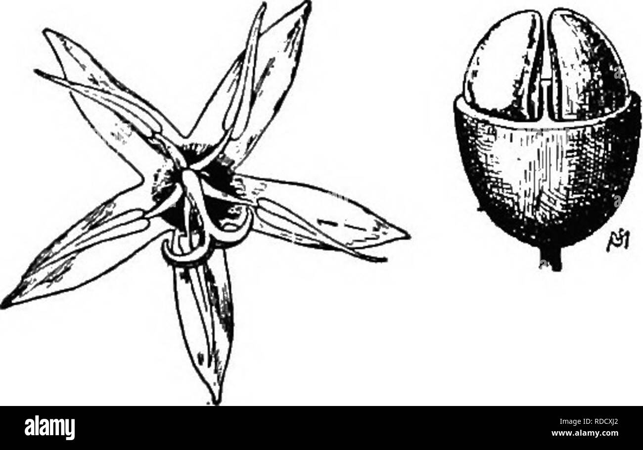 . Botanik für landwirtschaftliche Studenten. Botanik. Abb. 444. - Kaffee Baum in Obst. Nach Lecomte.. Abb. 445. - Blüte, Frucht und Samen der Kaffee. Auf der linken Seite, eine Blume, und an der Rechten, eine Frucht mit den oberen Teil des Eierstocks entfernt die beiden Samen zu zeigen. Nach Karsten.. Bitte beachten Sie, dass diese Bilder sind von der gescannten Seite Bilder, die digital für die Lesbarkeit verbessert haben mögen - Färbung und Aussehen dieser Abbildungen können nicht perfekt dem Original ähneln. extrahiert. Martin, John N. (John Nathan), b. 1875. New York: John Wiley & Amp; Sons, Inc. Stockfoto