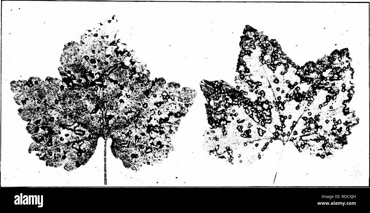 . Handbuch der Früchte Krankheiten. Obst. Johannisbeere KRANKHEITEN 207 betroffen. Obwohl beide rote und weiße Johannisbeeren anfällig für Anthracnose sind, einige Unterschiede im Widerstand sind spürbar. Es wurde festgestellt, dass der Albert Sorte resistent ist und die Fee und Victoria, in der Nähe des Albert, ernsthaft beeinträchtigt werden. Wieder ist die weiße Traube und Wilder sind anfällig, während die Moore Ruby und Perfektion Sorten resistent sind. Symptome. Die Krankheit ist in erster Linie ein Blatt - trouble (Abb. 54), aber es zeigt auch, auf die blattstiele, junge Stöcke, Obst - Stiele und Obst.. Abb. 54,- C Stockfoto