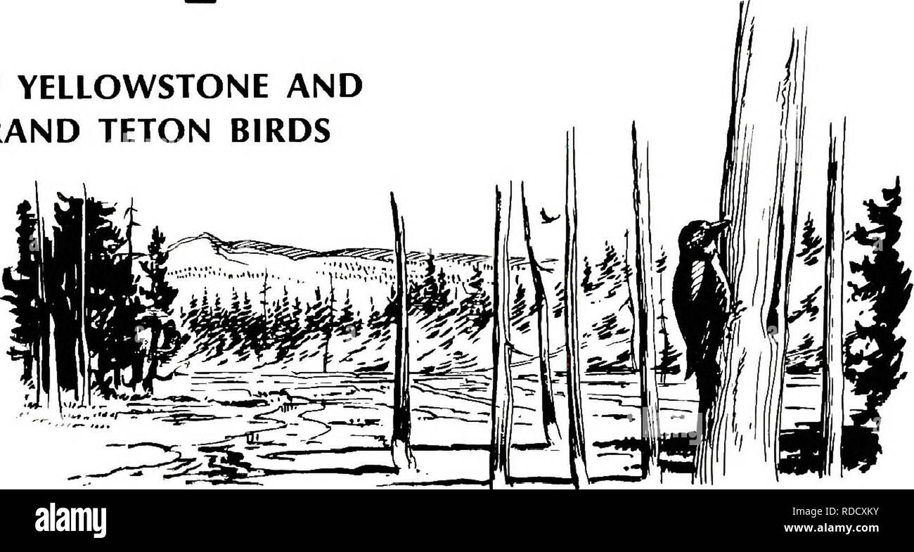 . Vögel von Yellowstone und Grand Teton National Parks. Vögel Vögel. Umwelt adaplailons von Yellowstone und Grand Teton Vögel. (1) mehrere Vogelarten behavioral Anpassungen, die es Ihnen ermöglichen, ein Leben und brüten in thermischen Yellowstone's Becken haben. Killdeer Feed auf der reichlich Insekten, die in den warmen Abfluss Kanäle der Geysire und heissen Quellen lebt, und Nest auf dem kargen Regionen der Sinter oder Travertin durch die Geysire und heiße Quellen hinterlegt. Spechte, Drosseln, Kleiber, Schwalben und Kohlmeisen nutzen die toten Bäume gebrüht oder durch Thermalwasser für Nes ertrunken Stockfoto