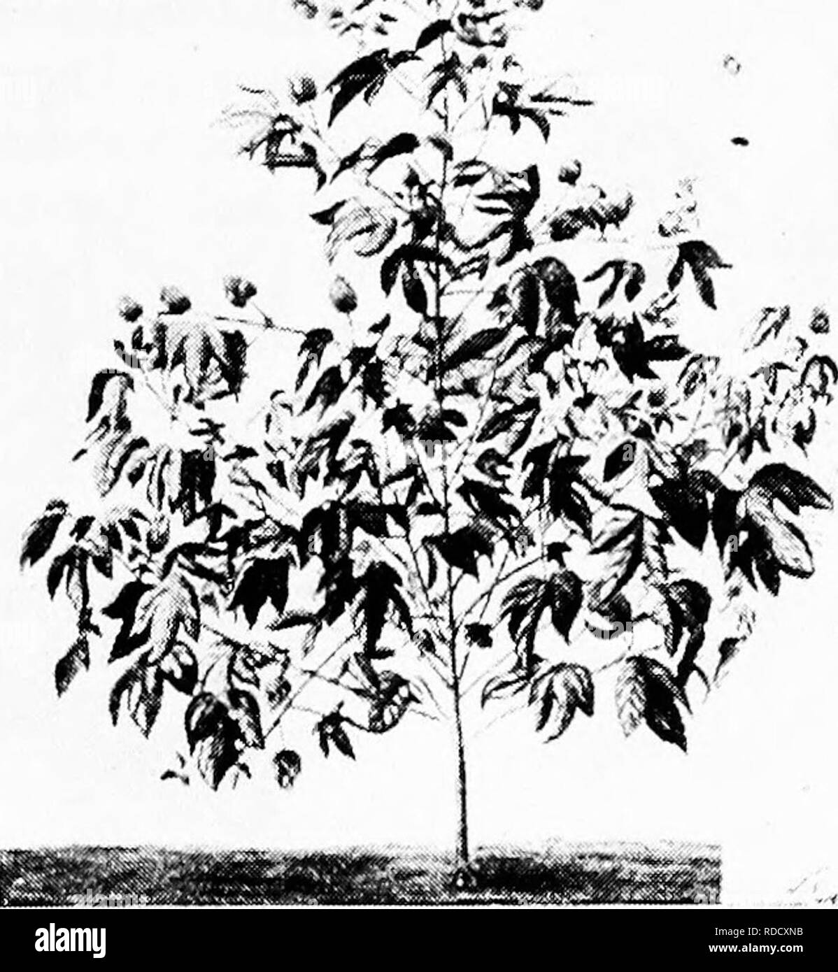 . Botanik für landwirtschaftliche Studenten. Botanik. Malve Familie 487 gehört, und die Rue Familie {Rutacea), die Familie von citrous Früchte, wie Orangen, Zitronen, Mandarinen, Grapefruit, und andere. Ahorn Familie {Aceraceae). - Diese Familie besteht hauptsächlich der Ahorne, wertvolle Bäume für Schatten, Bauholz, und nachgiebig ein süßes sap aus dem Ahorn Sirup und Zucker gewonnen werden. Eng mit der ahornhölzer sind die Roßkastanien, die sind auch wichtig, schattigen Bäumen. Malve Familie {Malvaceae). - Diese Familie ist wichtig vor allem, weil es die Baumwolle {Bild enthält. 435). Die^#^^ 4. Abb. 435. - Ein C Stockfoto