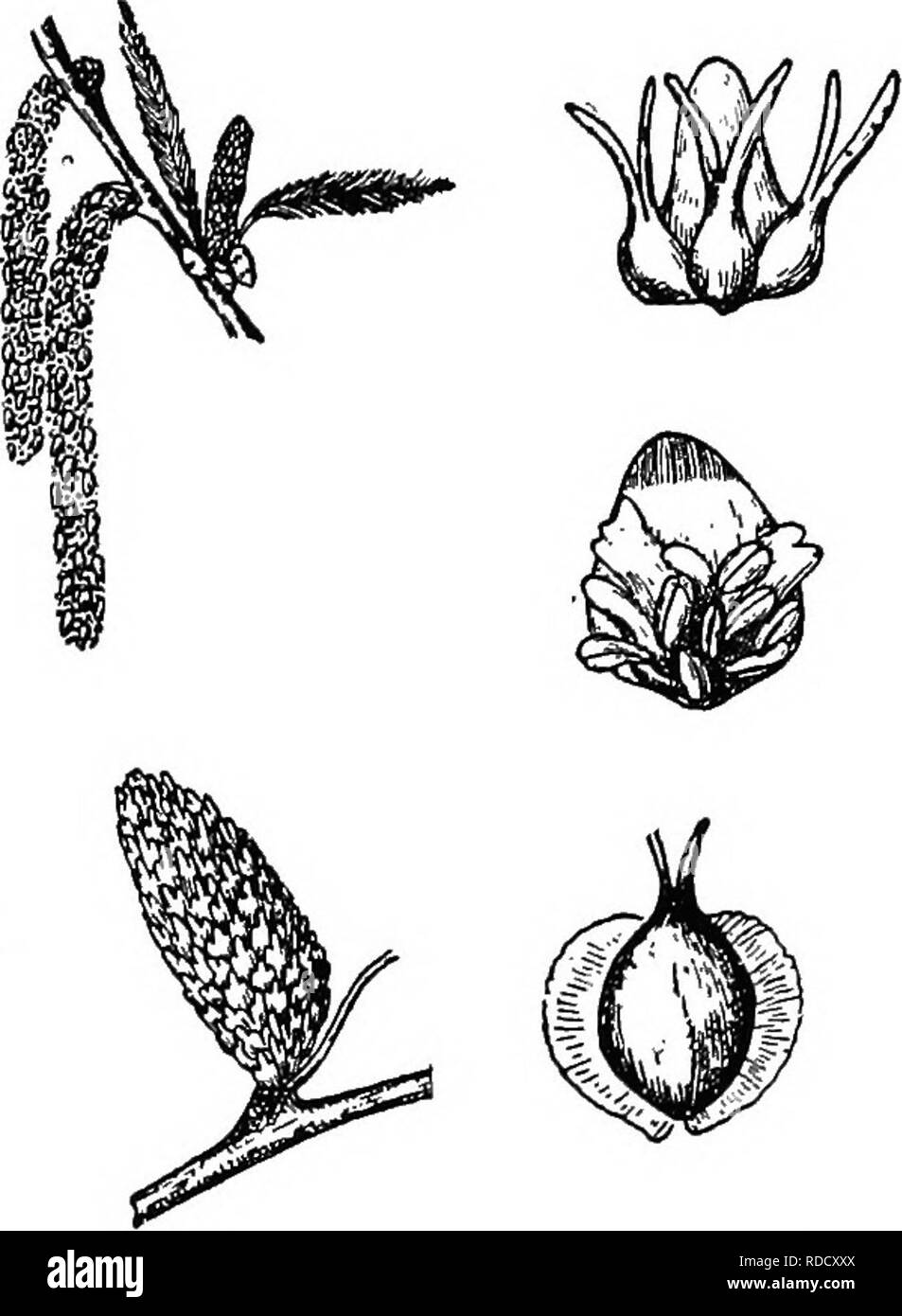. Botanik für landwirtschaftliche Studenten. Botanik. Birke Familie 475 die südlichen Staaten und einige andere Arten kommen in bestimmten Teilen der Vereinigten Staaten. Die Nüsse sind reich an Öl, das ausgedrückt wird und als Nahrung und in der Malerei verwendet. Die Muttern sind auf dem Markt und sind von erheblicher Bedeutung, da Essen. Das Holz der Weiße und Schwarze walnuss ist viel für den Möbel- und cab-inet arbeiten. Das Holz der Walnuss ist wahrscheinlich die meisten wertvollen Holz der Nordamerikanischen Wald. Es ist eine langlebige Holz, nimmt eine feine Politur, und ist viel für Möbel gesucht, gun-Bestände, für Schrank arbeiten. Stockfoto