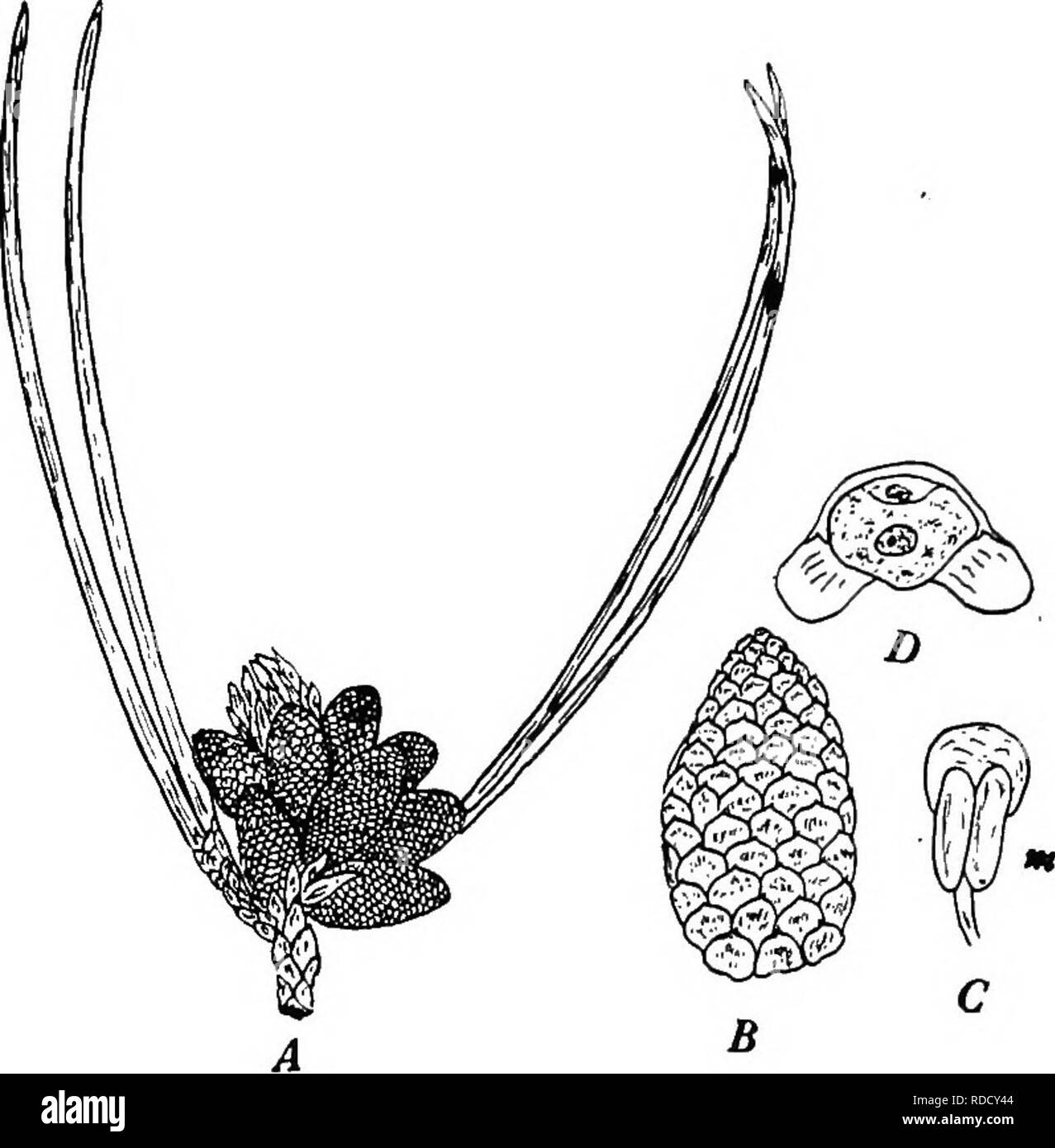 . Botanik für landwirtschaftliche Studenten. Botanik. 453 STROBILI der Rück- oder Unterseite des microsporophylls sind die Micro-sporangien, in der Regel zwei, und jede enthält zahlreiche mikrosporen. Fast gegenüber auf der microspore sind zwei Beutel, wobei die Sporen leicht vom Wind getragen werden. Wenn die Sporen sind ausgereift, die microsporangia oder Pollen sacs Öffnen von Längs Schlitze, und die Pollen zerbricht, oft wie kleine. Abb. 402. Die staminate Strukturen der Kiefer. A, Cluster von staminate strobili (X, f). B, a, staminate strobilus vergrößert, die Anord- nung der mic Stockfoto