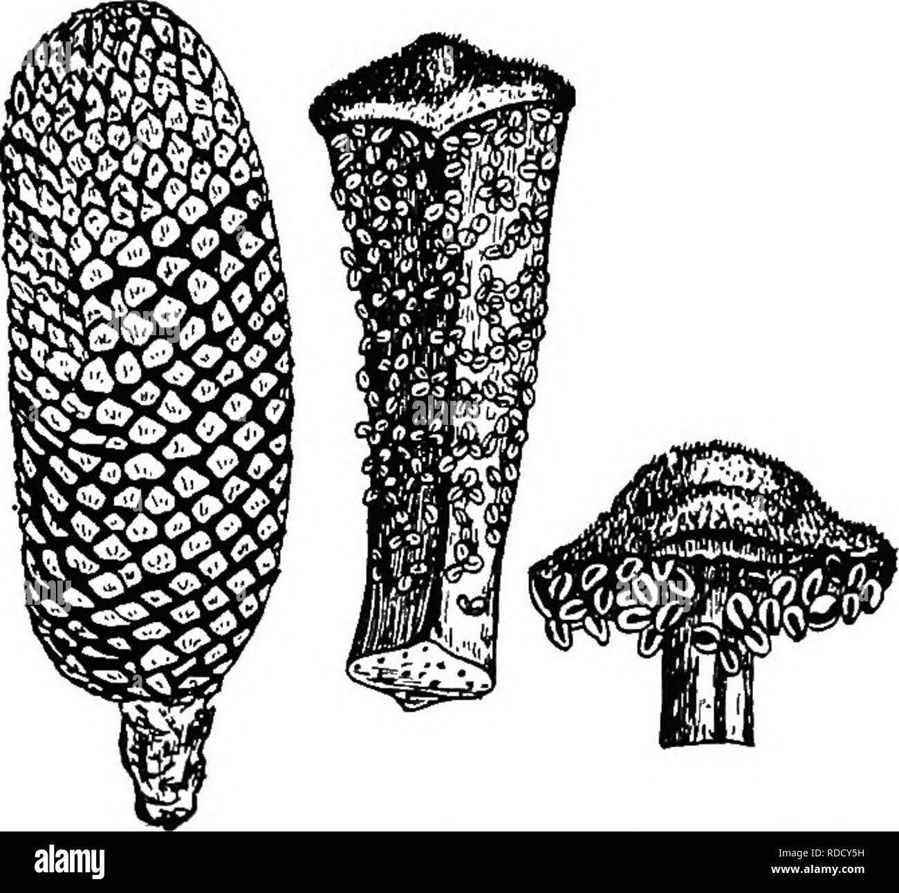 . Botanik für landwirtschaftliche Studenten. Botanik. 447 STROBILI rangia produziert. Der Name jedoch schon sagt im Gleichnis des microsporophylls zu den staubgefäßen der Blütenpflanzen. Der Eisprung strobili strobili sind, in denen nur megasporophylls und megasporangia auftreten. Der Begriff ovulate schlägt vor, die wie-ness des megasporangium in die Eizelle von blühenden Pflanzen. Die megasporangia sind jetzt Eizellen bezeichnet, weil sie geschlossen bleiben, damit die weiblichen gametophyte ist zu keiner Zeit ausgesetzt. Es ist offensichtlich, dass die palmfarne der Differenzierung von Strukturen durchgeführt haben, weiter als die Selaginellas haben. Stockfoto