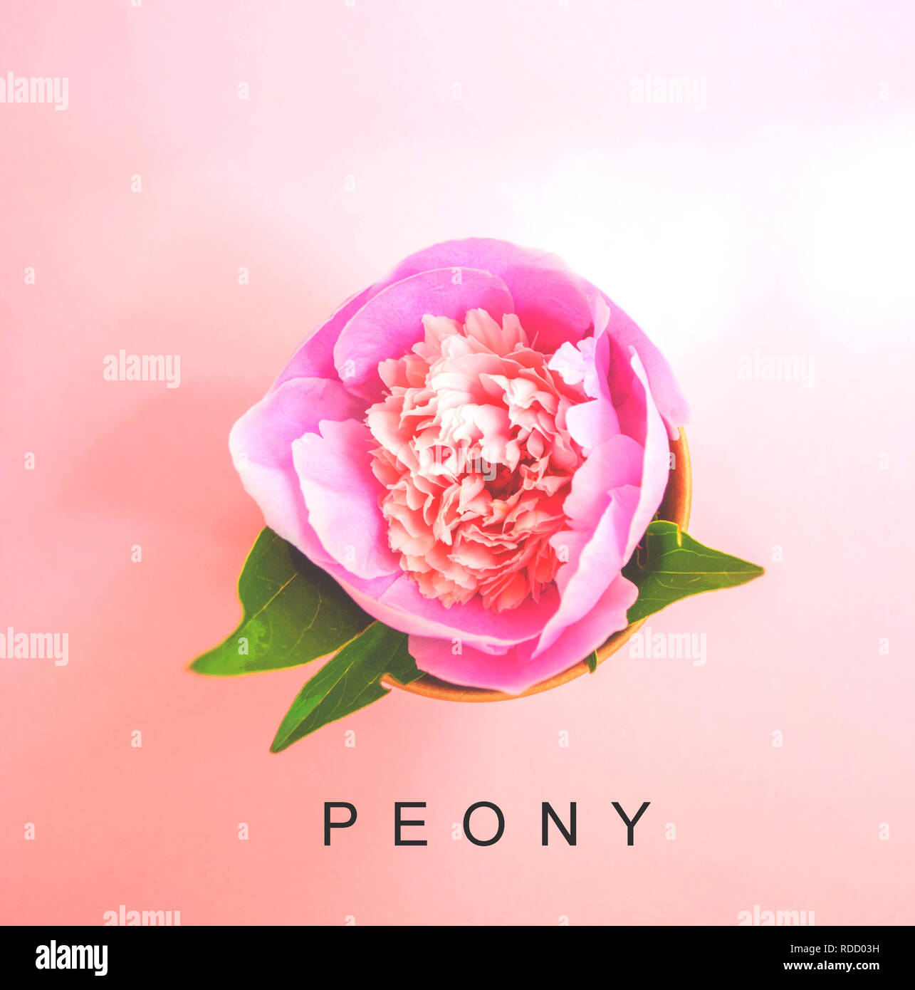Ansicht von oben eine schöne Pastell rosa Pfingstrose auf Patel rosa Hintergrund. Stockfoto