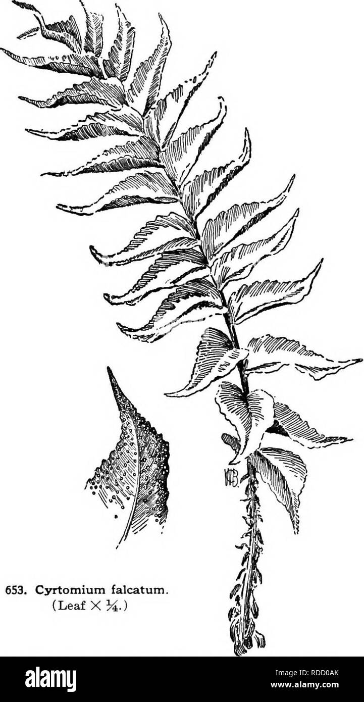 . Cyclopedia der amerikanischen Gartenbau, bestehend aus Anregungen für den Anbau von Gartenpflanzen, Beschreibungen der Arten von Obst, Gemüse, Blumen und Zierpflanzen in den Vereinigten Staaten und in Kanada verkauft, zusammen mit geographischen und Biographische Skizzen. Im Garten arbeiten. CYPEIPEDIUM liaem CRYTOJIIUM 439/m, var. mnj'u* = l) arbatTnnXPliilippinense. A. F. 11; 1349. - Seegerianum=HarrifiianiimX Spicerianum.- Superciliare=barbatuiu X superbiens. - SUfSan Ames=Leeanum X nitens. - Sucnd-Brunn=Lowei X CurtHsii.- Swanianum='Day&amp; wjjai Xbarbatum.- Swinbumei = Insigne, div. Maulei X Stockfoto