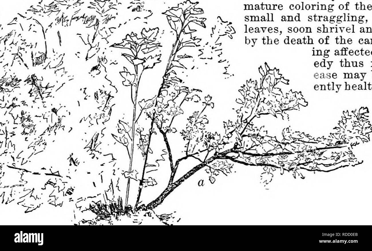 . Cyclopedia der amerikanischen Gartenbau, bestehend aus Anregungen für den Anbau von Gartenpflanzen, Beschreibungen der Arten von Obst, Gemüse, Blumen und Zierpflanzen in den Vereinigten Staaten und in Kanada verkauft, zusammen mit geographischen und Biographische Skizzen. Im Garten arbeiten. .-/Â Â'n. 616. Baum - Formular Ausbildung der Johannisbeere. die Insekten in den Büschen zerstreut haben. Das im-portiert und native Johannisbeere Maiszünsler auch Schäden verursachen. Sie können nur durch Ausschneiden und zerstören befallene Stöcke zeitig im Frühjahr kontrolliert werden, bevor die perfekte Insekten entstehen. Die Johannisbeere fliegen [JUpoclira Canadens Stockfoto